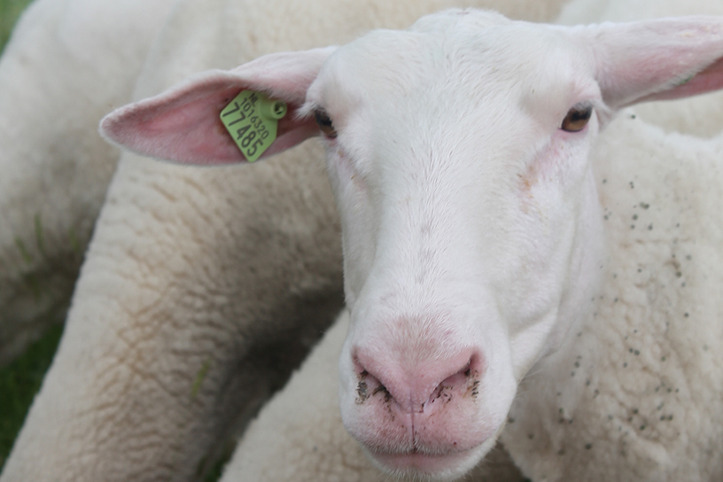 Schapen uit de schaapskooi in Heinkenszand.